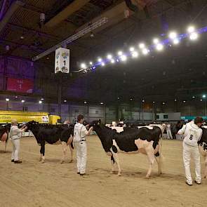 De Koe-Expo startte met de individuele keuring van de jongste rubriek zwartbonte (en in de andere ring roodbonte) vaarzen.