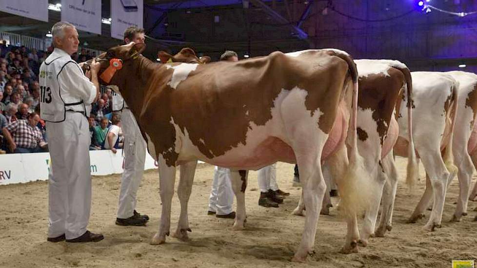 De 1B van de tweede rubriek vaarzen en tevens reservekampioene Grashoek Nel 139 (Sunflower x Timeless) was eveneens van Engelen.