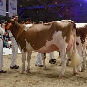 De 1B van de tweede rubriek vaarzen en tevens reservekampioene Grashoek Nel 139 (Sunflower x Timeless) was eveneens van Engelen.