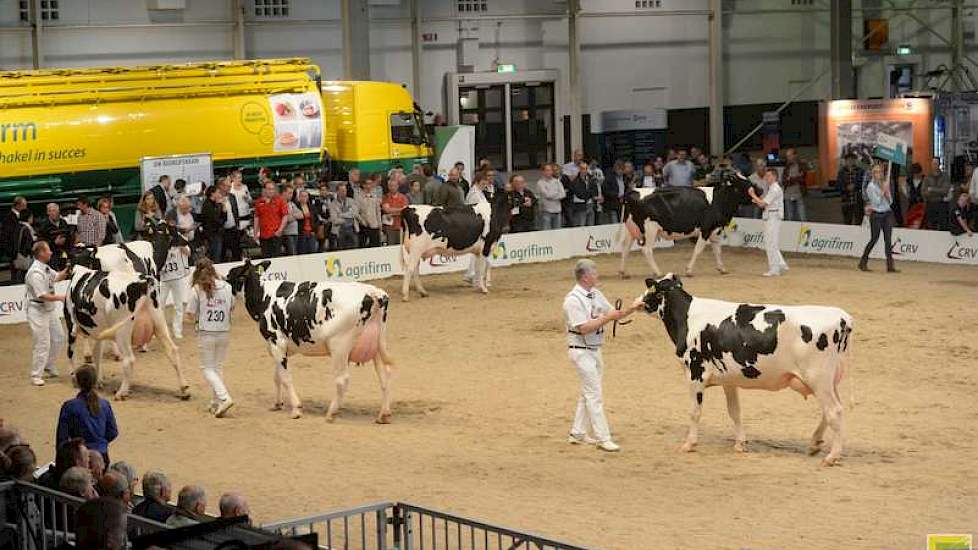 De dochters van Diepenhoek Rozello (Sunrise x Shottle).