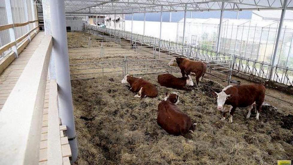 Tussen het stro en het Jourdain voerhek is een mestgang gemaakt waarover een mestschuif beweegt. Aan de zijkant van de stal wordt nog gewerkt aan een zandbak. Dat moet de koeien in de winterperiode meer ruimte geven. De stal is verdeeld in meerdere groepe