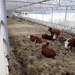 Tussen het stro en het Jourdain voerhek is een mestgang gemaakt waarover een mestschuif beweegt. Aan de zijkant van de stal wordt nog gewerkt aan een zandbak. Dat moet de koeien in de winterperiode meer ruimte geven. De stal is verdeeld in meerdere groepe