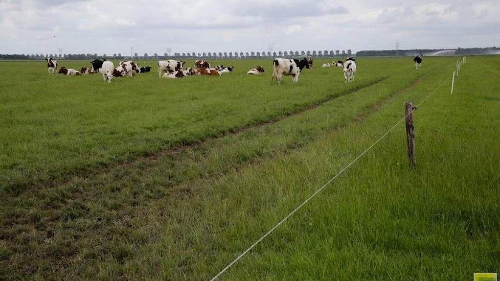 De melkkoeien grazen op in totaal 11 hectare huiskavel. De Herefords en het jongvee brengt Van Telgen naar verschillende natuurgronden die hij pacht. In totaal beheert de melkveehouder ruim 28 hectare grasland om in te weiden en nog eens 25 hectare grasla