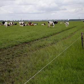 De melkkoeien grazen op in totaal 11 hectare huiskavel. De Herefords en het jongvee brengt Van Telgen naar verschillende natuurgronden die hij pacht. In totaal beheert de melkveehouder ruim 28 hectare grasland om in te weiden en nog eens 25 hectare grasla