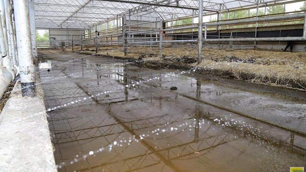 Op de foto zijn stralen water te zien die de mestgang besproeien om gladheid te voorkomen. Na ingebruikname van de stal, was het uitglijden van koeien een doorn in het oog van de veehouder. Hij bedacht direct een oplossing, kocht een rubberen waterslang,