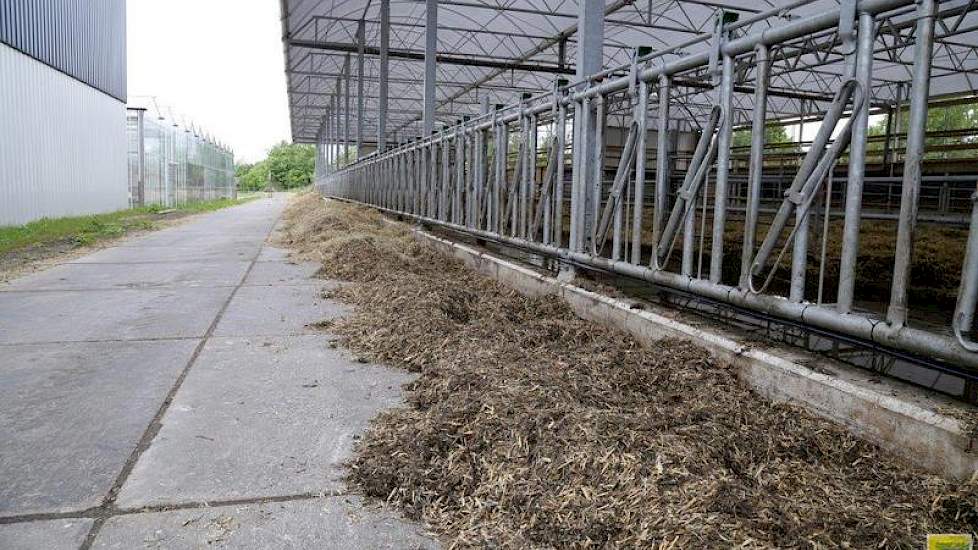 De zijkanten van de stal zijn open. Aan de andere zijde kan een gordijn dicht, maar dat wil van Telgen zo min mogelijk gebruiken. De veehouder legt uit dat alle leidingen goed geïsoleerd zijn en het daarom – zelfs met vorst – naar verwachting niet nodig i