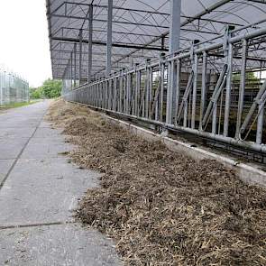 De zijkanten van de stal zijn open. Aan de andere zijde kan een gordijn dicht, maar dat wil van Telgen zo min mogelijk gebruiken. De veehouder legt uit dat alle leidingen goed geïsoleerd zijn en het daarom – zelfs met vorst – naar verwachting niet nodig i