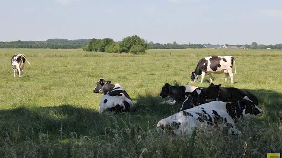 Veehouders die weiden zijn gewaarschuwd. De NVWA controleert strenger of koeien wel over voldoende schaduwplekken beschikken en genoeg water krijgen.