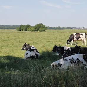 Veehouders die weiden zijn gewaarschuwd. De NVWA controleert strenger of koeien wel over voldoende schaduwplekken beschikken en genoeg water krijgen.