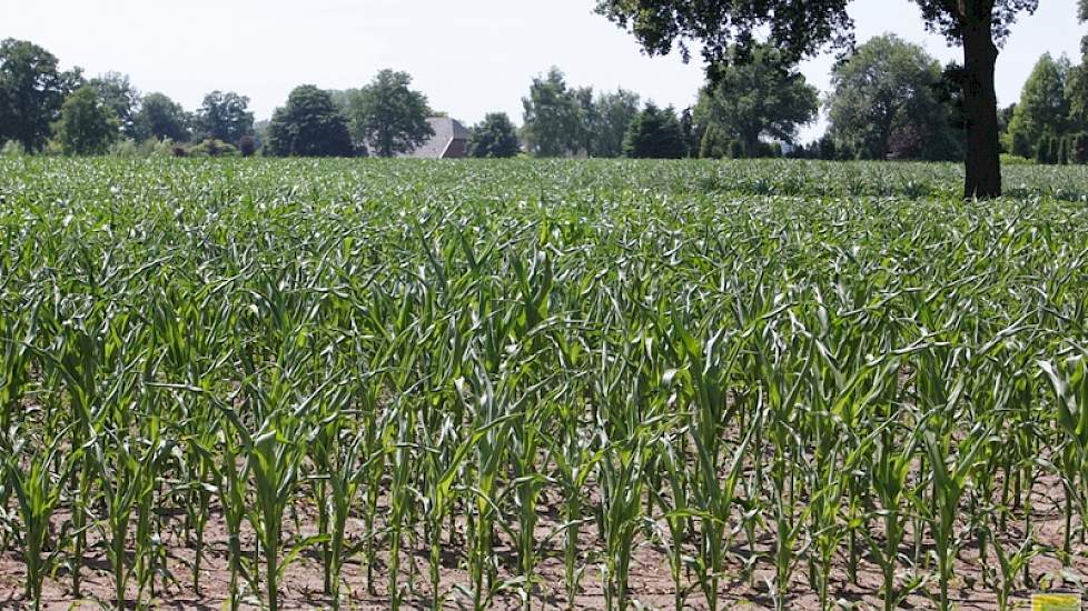 Omkrullend maisblad – een teken van droogtestress - op een perceel in Heelweg (GD). Watergebrek tijdens de bloei van de maisplant kan een aanzienlijke opbrengstdaling en teruggang van de voerderwaarde tot gevolg hebben.