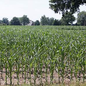 Omkrullend maisblad – een teken van droogtestress - op een perceel in Heelweg (GD). Watergebrek tijdens de bloei van de maisplant kan een aanzienlijke opbrengstdaling en teruggang van de voerderwaarde tot gevolg hebben.