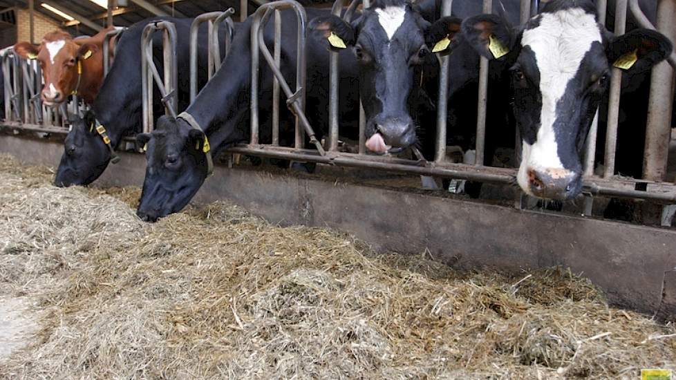 Bij Theo en Wilma Kok in Wolfersveen (Zelhem) doet de ventilator hard zijn best het stalklimaat prettig te houden voor hun melkvee. De koeien blijven sinds een jaar of 7 binnen. De maatschap heeft hier indertijd voor gekozen om het stalklimaat en de voedi