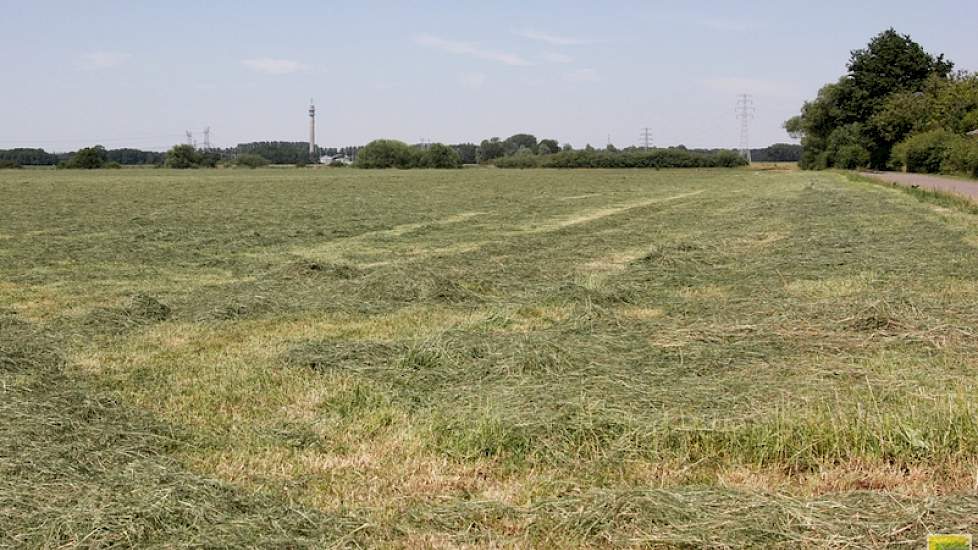 De afgelopen dagen droogt het gras goed. Naar verluid kiezen weer steeds meer veehouders voor het maken van kleine (ouderwetse) balen hooi.