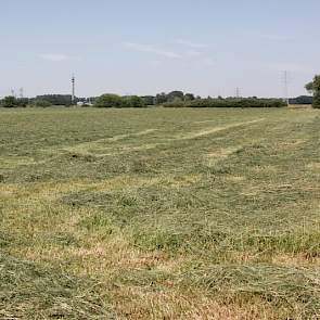 De afgelopen dagen droogt het gras goed. Naar verluid kiezen weer steeds meer veehouders voor het maken van kleine (ouderwetse) balen hooi.