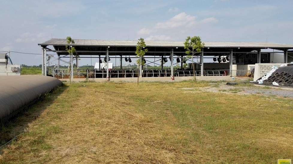 De stallen zijn aan alle zijden open en om iedere 10 meter hangt een ventilator. De temperatuur kan ’s zomers oplopen tot boven de veertig graden en het koelt ’s nachts niet verder af dan een graad of 30.