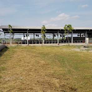 De stallen zijn aan alle zijden open en om iedere 10 meter hangt een ventilator. De temperatuur kan ’s zomers oplopen tot boven de veertig graden en het koelt ’s nachts niet verder af dan een graad of 30.