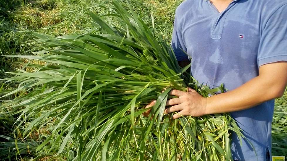 Maluto, een variant op Olifantgras, groeit op akkers nabij de melkveehouderijen. De Vietnamezen maaien dit gras met machines die eigenlijk geschikt zijn voor het maaien van rijst. Wijers: „Mijn advies was om eerst maar eens een nieuwe maaimachine te kopen