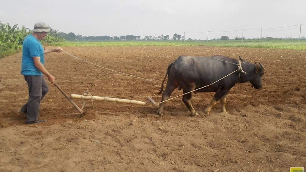 Op nog ouderwetse wijze wordt geploegd met een waterbuffel.