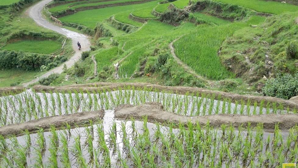 De rijstvelden – terassenteelt - in het Sa Pa gebied, Noord Vietnam. Op de achtergrond is regen te zien dat tussen de bergen blijft hangen.