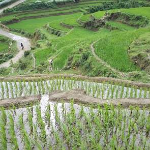 De rijstvelden – terassenteelt - in het Sa Pa gebied, Noord Vietnam. Op de achtergrond is regen te zien dat tussen de bergen blijft hangen.