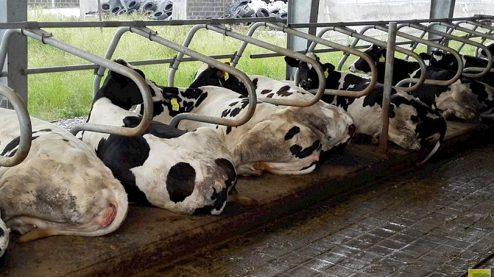 De Holstein koeien liggen op comfortabele koe matrassen. Ieder pilot bedrijf houdt 40 a 50 melkkoeien plus 20 stuks jongvee.