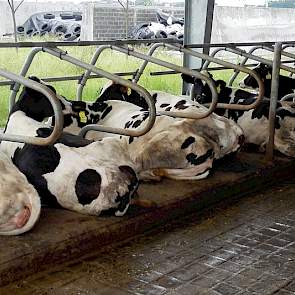 De Holstein koeien liggen op comfortabele koe matrassen. Ieder pilot bedrijf houdt 40 a 50 melkkoeien plus 20 stuks jongvee.