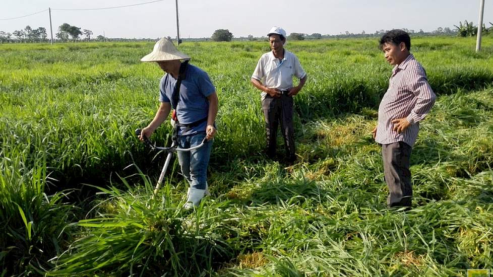 Na advies van de Nederlandse melkveehouder, kwamen de Vietnamezen met een ‘goed alternatief’ op hun rijstmaaimachine, een bosmaaier. Helaas bleek vier hectare iets teveel van het goede en zijn ze nog zoekende naar een geschikte machine.