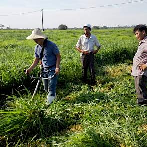 Na advies van de Nederlandse melkveehouder, kwamen de Vietnamezen met een ‘goed alternatief’ op hun rijstmaaimachine, een bosmaaier. Helaas bleek vier hectare iets teveel van het goede en zijn ze nog zoekende naar een geschikte machine.