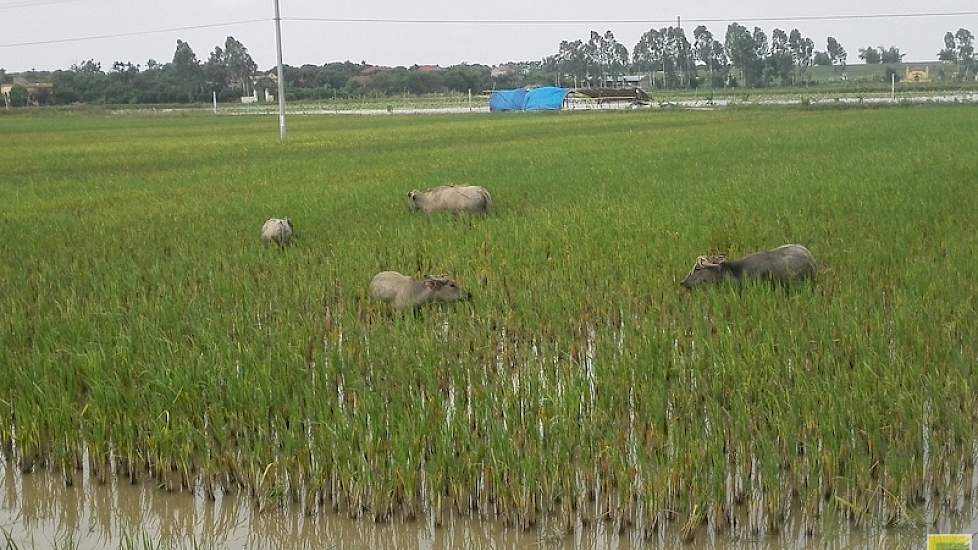 Waterbuffels mogen na het ploegen grazen in het rijstveld. De dieren koelen graag af in het water.