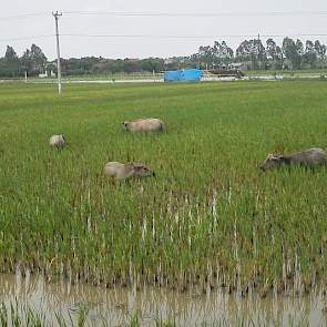 Waterbuffels mogen na het ploegen grazen in het rijstveld. De dieren koelen graag af in het water.