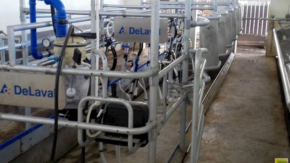 Beide pilot bedrijven maken gebruik van een 2 x 6 Delaval Swing-over-melksysteem. De melkslangen hingen nog niet in de goede positie onder de koe. De melkklauw hangt normaliter recht onder de koe. „Ik heb laten zien hoe het apparaat makkelijk met een beug