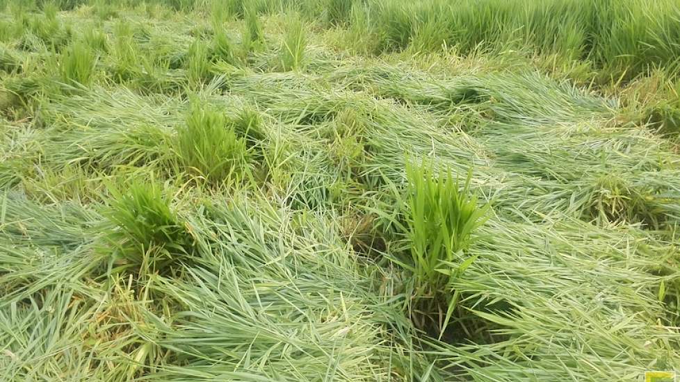 Kwaliteitsgras, het is de bedoeling dat de koeien zoveel mogelijk van dit ruwvoer krijgen. Er is genoeg van het gras, nu nog een goede oogstmethode.