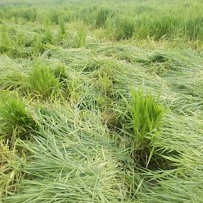 Kwaliteitsgras, het is de bedoeling dat de koeien zoveel mogelijk van dit ruwvoer krijgen. Er is genoeg van het gras, nu nog een goede oogstmethode.