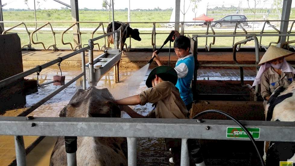 Buitendienst medewerkers van FrieslandCampina helpen met het oppoetsen van de koeien en het bedrijf voor de officiële opening.