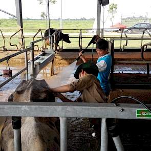 Buitendienst medewerkers van FrieslandCampina helpen met het oppoetsen van de koeien en het bedrijf voor de officiële opening.