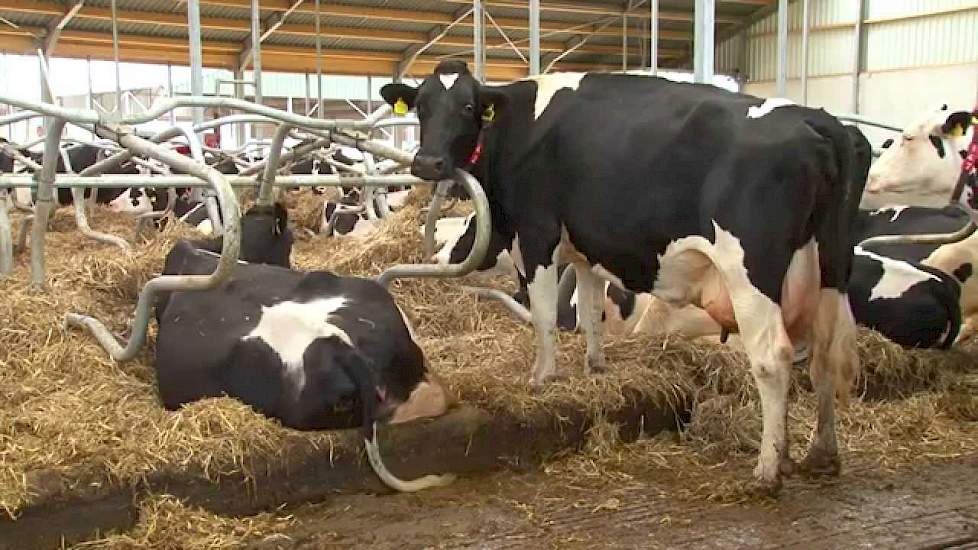 Nieuwe stal en lang stro in boxen bij Schepens te Maarheeze - Melkvee.nl