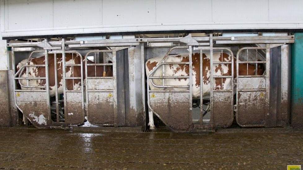 De twee GEA melkrobots melken 100 melkkoeien in de 0-4-0 ligboxenstal met separatieruimte. Ze bouwden alléén voor het melkvee; het jongvee, de droge koeien en toekomstige potstal zijn in de oude gebouwen gehuisvest.