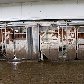 De twee GEA melkrobots melken 100 melkkoeien in de 0-4-0 ligboxenstal met separatieruimte. Ze bouwden alléén voor het melkvee; het jongvee, de droge koeien en toekomstige potstal zijn in de oude gebouwen gehuisvest.