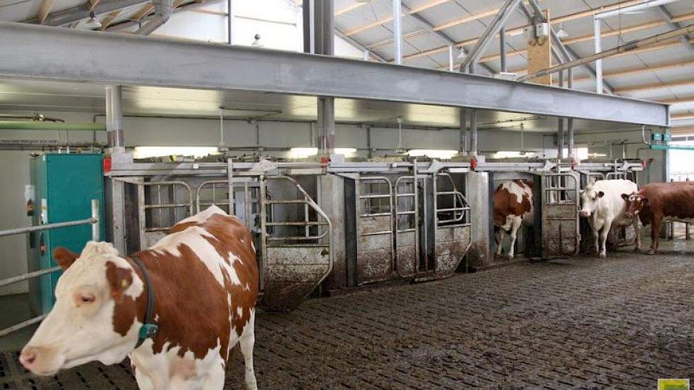 Johan Wijers boert sinds 26 mei van dit jaar samen met zijn ouders Evert Jan en Hanny Wijers op de nieuwe locatie. Het is ongeveer 400 meter van de oude locatie die de familie heeft moeten verlaten, omdat de dijk langs de IJssel moest worden verlegd. Joha