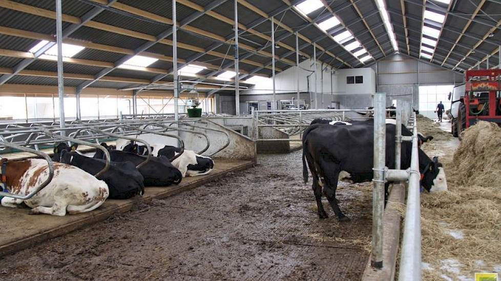 De Boetahoeve huisvest voorlopig 125 stuks melkvee; dit is precies honderd melkkoeien meer dan op het oude bedrijf aan de andere kant van de snelweg.