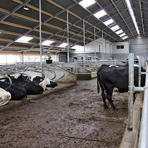 De Boetahoeve huisvest voorlopig 125 stuks melkvee; dit is precies honderd melkkoeien meer dan op het oude bedrijf aan de andere kant van de snelweg.