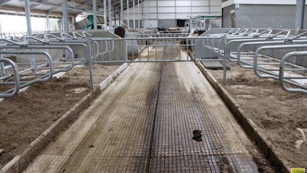 Binnen in de nieuwe stal staan, vanwege de nattigheid in de wei aan de dijk, 140 melkkoeien.