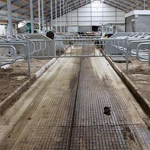 Binnen in de nieuwe stal staan, vanwege de nattigheid in de wei aan de dijk, 140 melkkoeien.