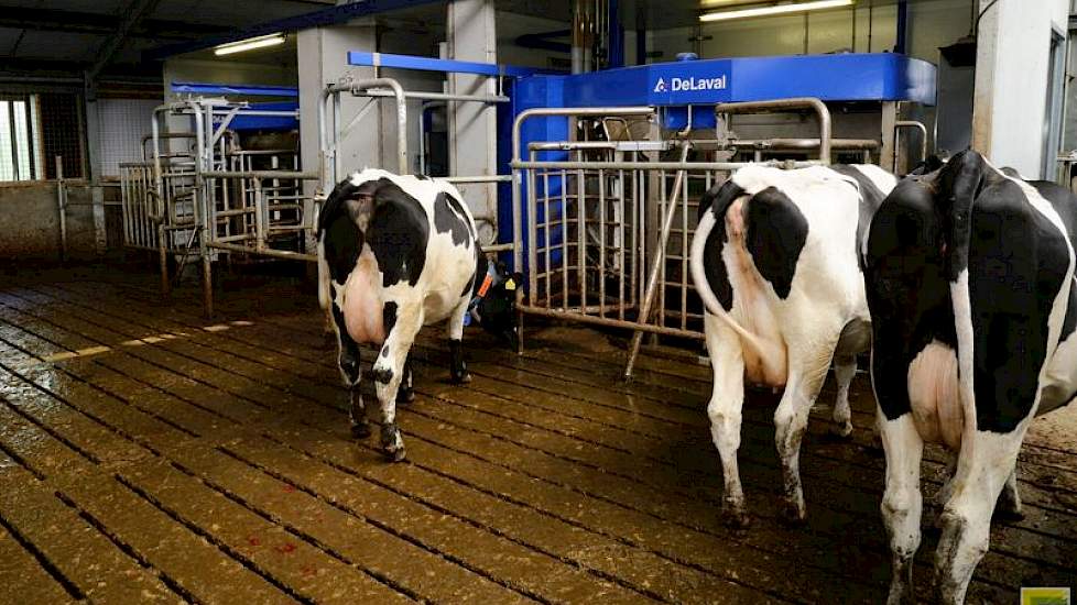 De stal is voorzien van een MDV goedgekeurde dichte vloer en vier Delaval melkrobots. Voor de robots is wel gekozen voor een klein gedeelte roosters.