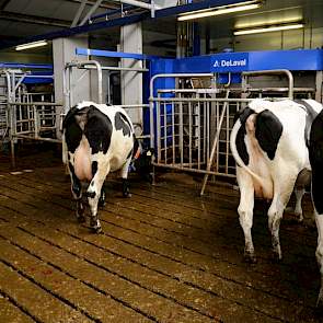 De stal is voorzien van een MDV goedgekeurde dichte vloer en vier Delaval melkrobots. Voor de robots is wel gekozen voor een klein gedeelte roosters.