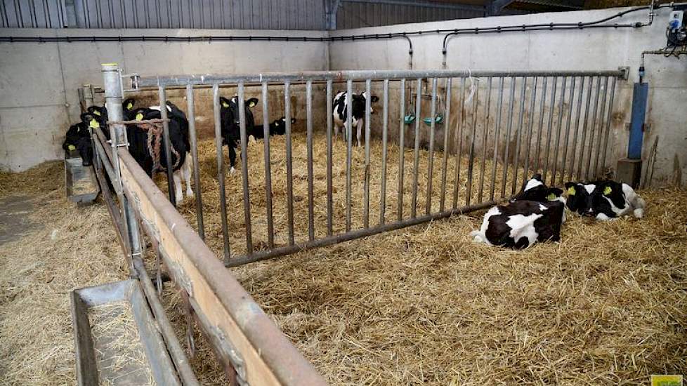 De oude hellingstal waar Limousins in stonden werd verbouwd en verdeeld in meerdere hokken met zaagsel en stro, de kalveren van 14 dagen en ouder staan hier nog steeds in gehuisvest.