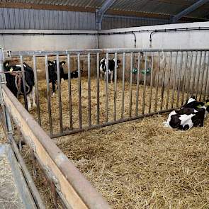 De oude hellingstal waar Limousins in stonden werd verbouwd en verdeeld in meerdere hokken met zaagsel en stro, de kalveren van 14 dagen en ouder staan hier nog steeds in gehuisvest.