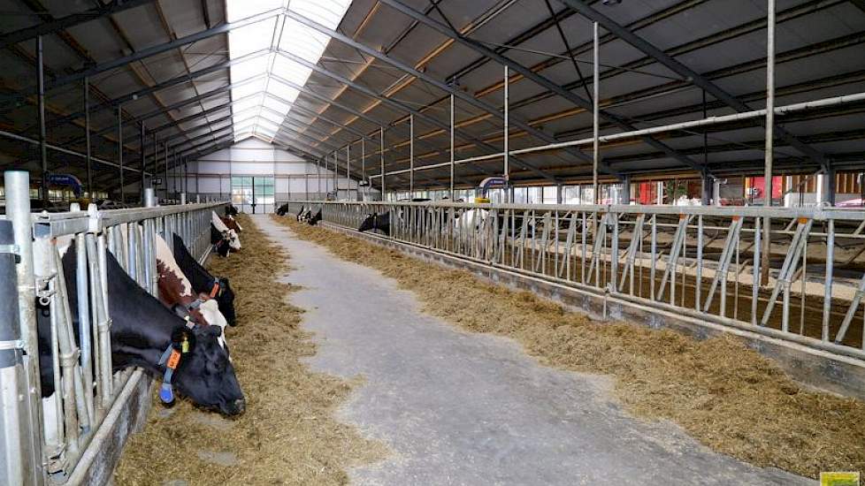 De koeienstal is volledig nieuw gebouwd, op de voor- en achterspant na. Op de rubbermat van de ligboxen ligt een mengsel van gehakseld koolzaadstro en kalk.  De familie kocht in de afgelopen twee jaar, twee koppels van 65 kalveren van stoppende boeren en