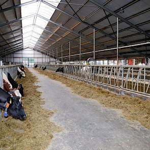 De koeienstal is volledig nieuw gebouwd, op de voor- en achterspant na. Op de rubbermat van de ligboxen ligt een mengsel van gehakseld koolzaadstro en kalk.  De familie kocht in de afgelopen twee jaar, twee koppels van 65 kalveren van stoppende boeren en