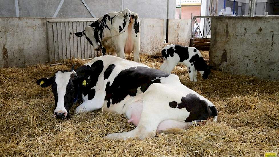 De droge koeien liggen een week voor afkalven, aan de rechterkant van de stal in het strohok. William: „Droge koeien moeten een schone, ziektevrije plek hebben om te kunnen liggen. Aan de overkant is een ander strohok voor de zieke koeien. Mijn droge koei